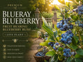 Blueberry Seedlings – Vaccinium corymbosum Fruit-Bearing Shrubs for Garden and Container Growing