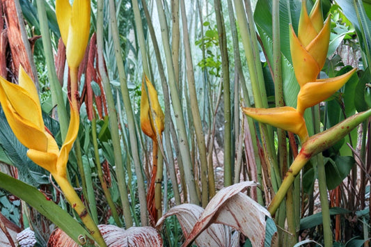 Heliconia Champneiana Seeds – Tropical Ornamental Plant with Bold Foliage and Red Bracts, Indoor or Warm Climate Garden