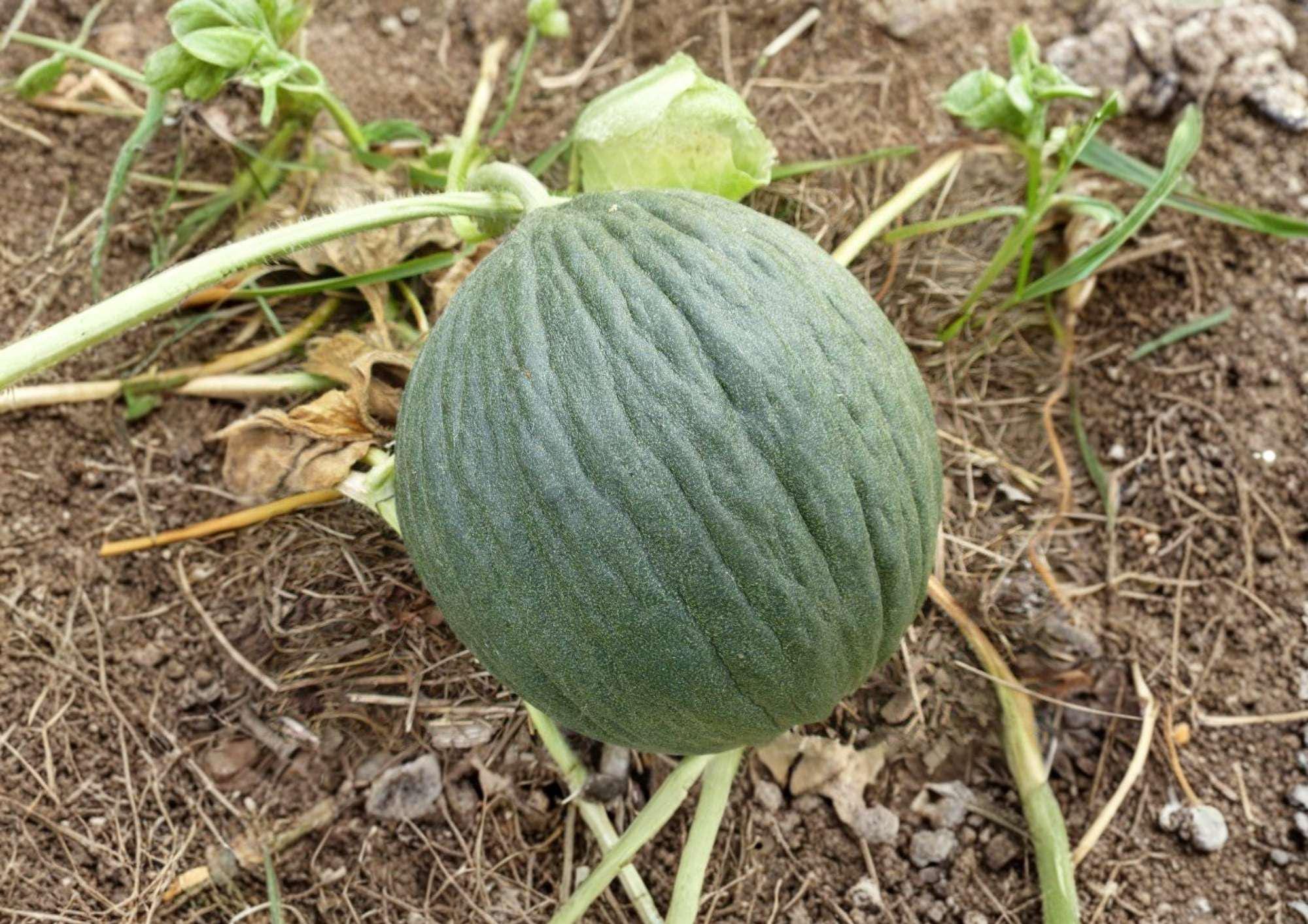Early Valencia Melon Seeds, Heirloom Organic Winter Honeydew, Sweet Green Flesh, Non-GMO Garden Planting, 12+ Seeds