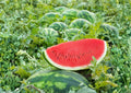 Crimson Sweet Watermelon Seeds – Organic Non-GMO Heirloom Fruit Seeds for Garden Planting, Juicy Red Flesh Melon, Summer Variety
