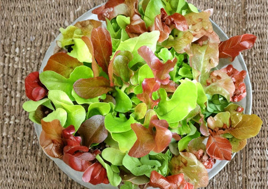 Mesclun Mix Lettuce Seeds, Colorful Heirloom Salad Greens, Gourmet Leaf Blend, Cut and Come Again Vegetable Seeds for Garden Planting