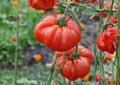 Pink Stuffer Tomato Seeds – Heirloom Vegetable Seeds for Garden Planting, Hollow Stuffing Tomato, Thick Walls, Mild Flavor, BloomHavenNursery