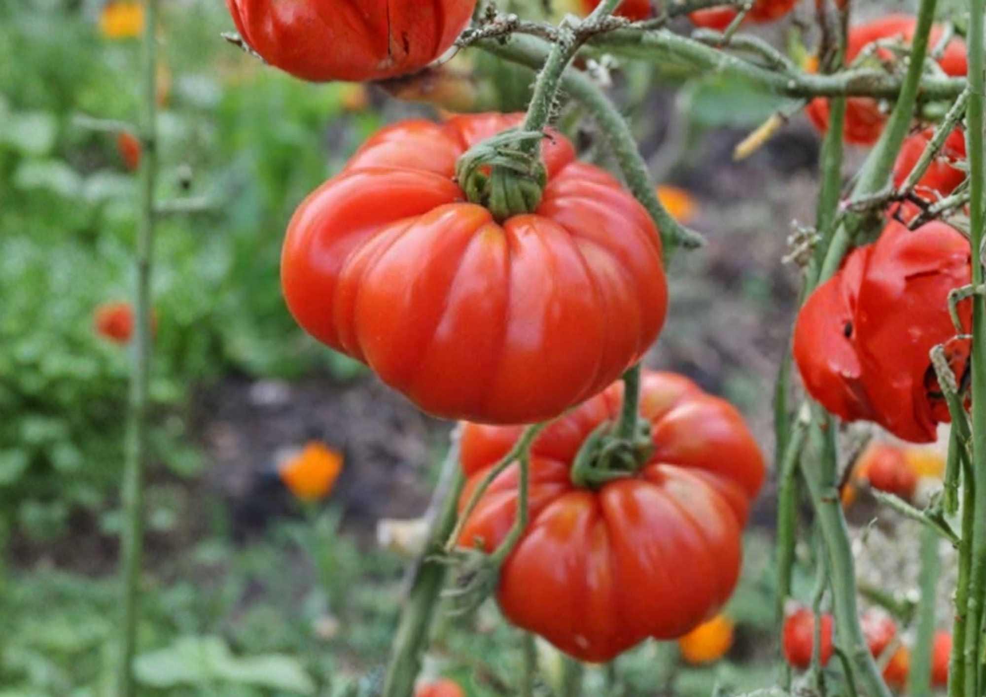 Pink Stuffer Tomato Seeds – Heirloom Vegetable Seeds for Garden Planting, Hollow Stuffing Tomato, Thick Walls, Mild Flavor, BloomHavenNursery