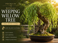 Weeping Willow Cutting | Thick Trunk | Salix babylonica | Bonsai Starter Live Plant for Shaping and Propagation