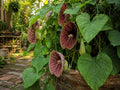 Aristolochia tomentosa Seeds, Heirloom Dutchman's Pipevine, Non-GMO, Open-Pollinated, Garden Vine, 3-Pack