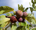 Chicago Hardy Fig Tree Live Plants Set of 4 – Fruit-bearing Outdoor Garden Trees, Ficus carica