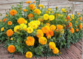 African Marigold Seeds, Crackerjack Mix, Bright Yellow & Orange Flowers, AAS Winner, Garden Planting, Large Flower Seeds