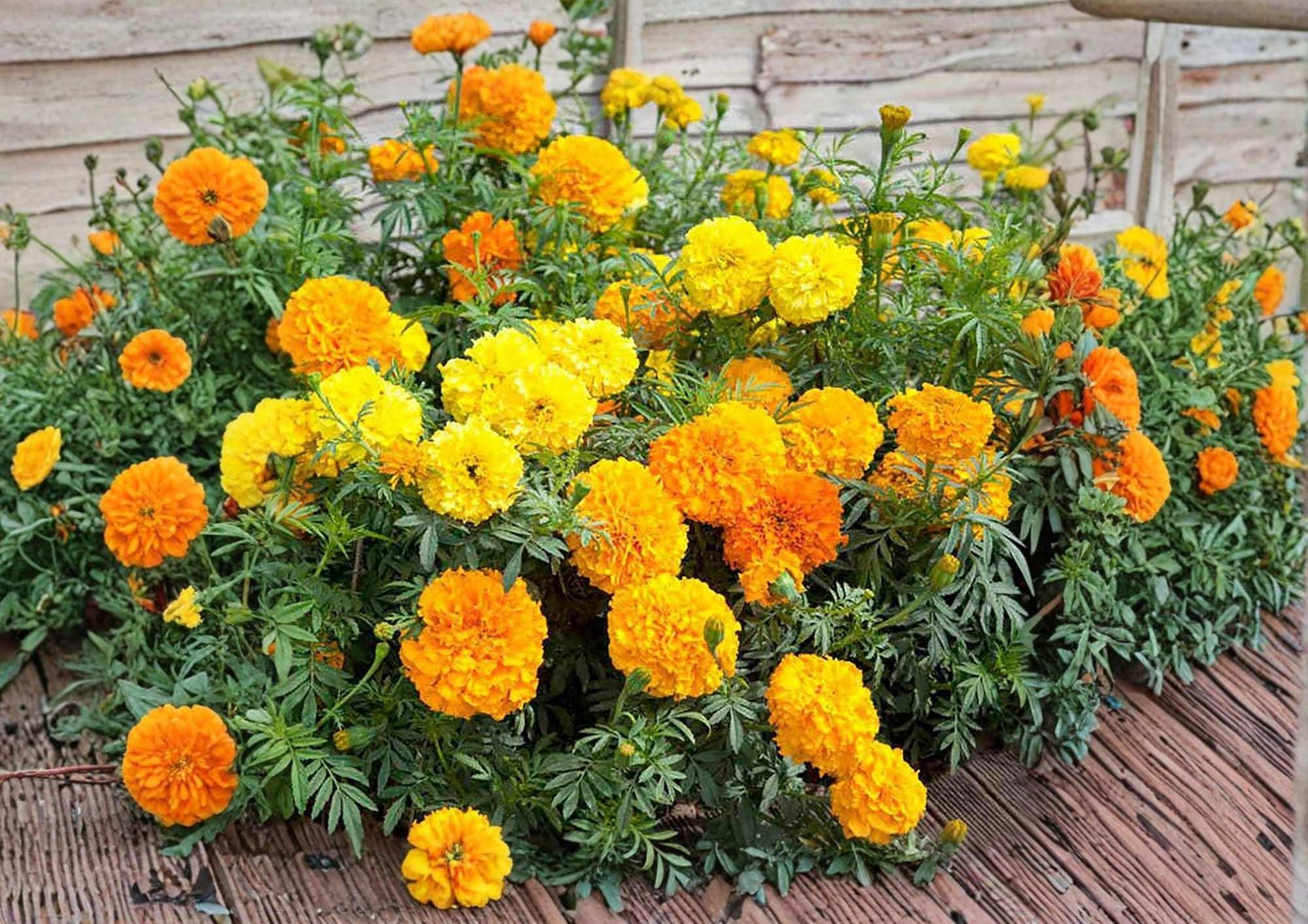 African Marigold Seeds, Crackerjack Mix, Bright Yellow & Orange Flowers, AAS Winner, Garden Planting, Large Flower Seeds