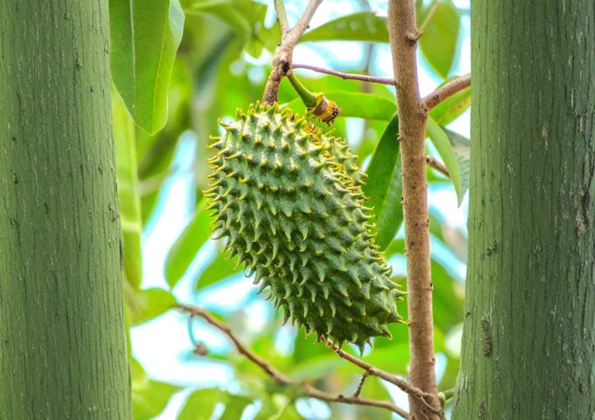 Soursop Guanabana Live Tropical Fruit Tree – Annona muricata – 12-24 inch tall – Fast Shipping