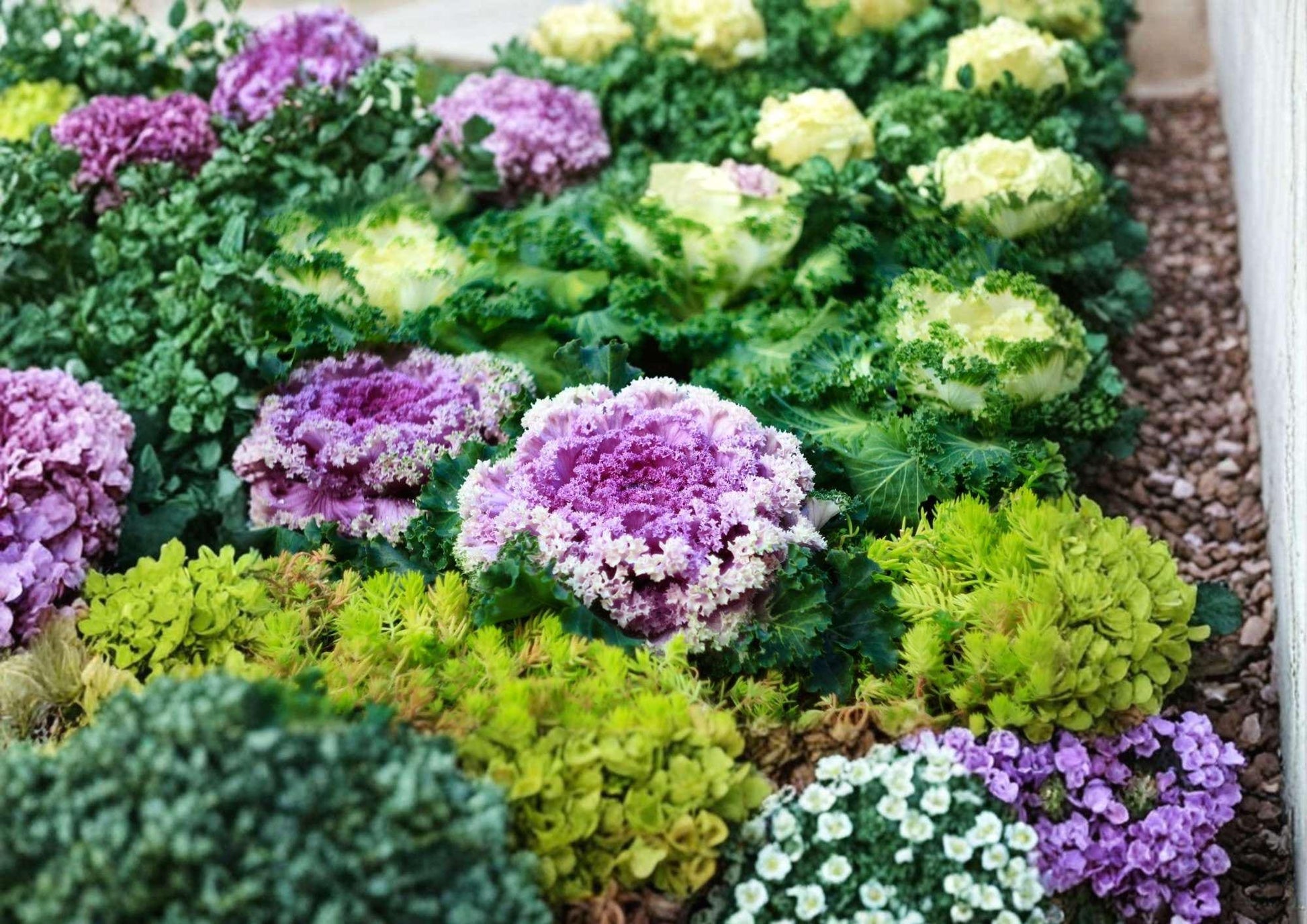 Kale Garden Blend Seeds, Colorful Heirloom Vegetable Seeds for Garden, Nutritious Leafy Greens Mix, Non-GMO, Cold Hardy Variety