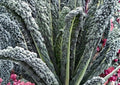 Black Magic Kale Seeds, Heirloom Tuscan Lacinato Leaf, Cold Hardy Dark Green Vegetable Seeds for Garden Planting