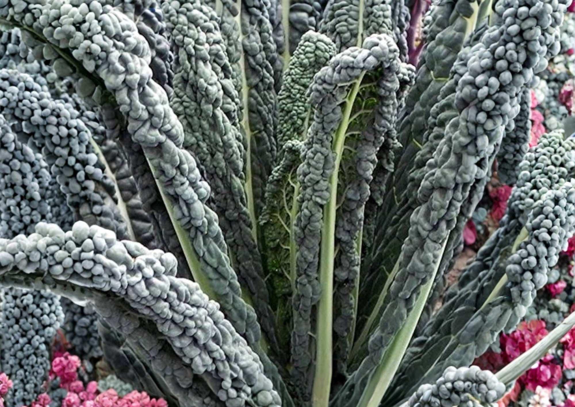 Black Magic Kale Seeds, Heirloom Tuscan Lacinato Leaf, Cold Hardy Dark Green Vegetable Seeds for Garden Planting