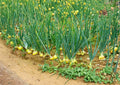 Texas 1015 Supersweet Onion Seeds – Heirloom Non-GMO Vegetable Seeds for Garden, Sweet Yellow Onion, Large Bulbs, Mild Flavor