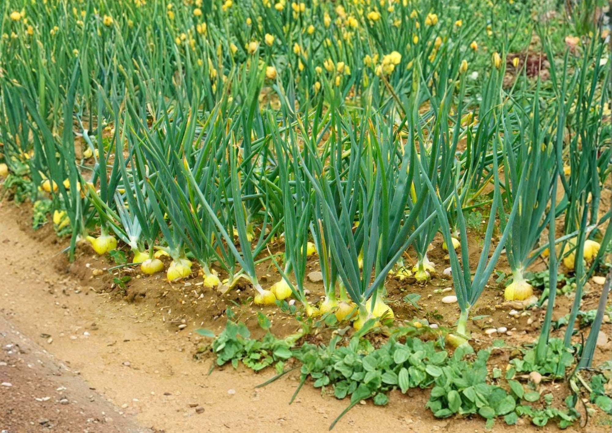 Texas 1015 Supersweet Onion Seeds – Heirloom Non-GMO Vegetable Seeds for Garden, Sweet Yellow Onion, Large Bulbs, Mild Flavor