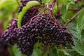 Elderberry Unrooted Cuttings 6–12 Inches Sambucus spp. Deciduous Shrub for Garden, Landscaping, Berries