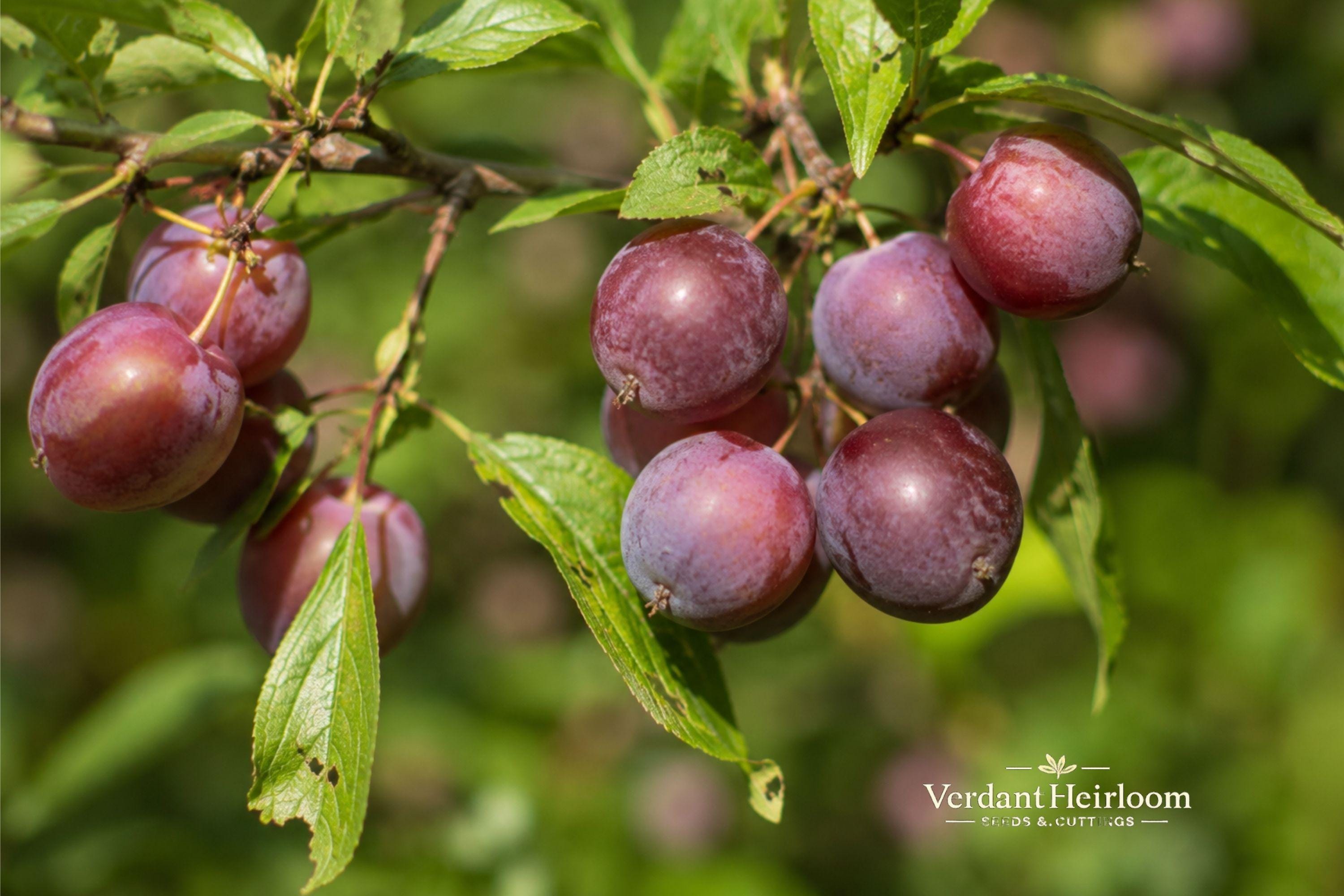 Wild Plum Tree Cuttings – 12 Unrooted Live Plants, 6–8 Inches, Deciduous, Ornamental, USDA Zones 3–8