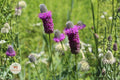 Purple Prairie Clover Seeds – Native Pollinator Wildflower, Drought Tolerant Dalea purpurea, Summer Bloom, Perennial Plant