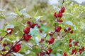 Roselle Hibiscus Seeds (10) | Tropical Edible Plant for Tea, Drinks & Cuisine | Hibiscus sabdariffa