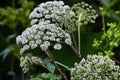 Angelica Seeds | Native Medicinal Herb, Aromatic Foliage, Pollinator Attractor | Angelica atropurpurea