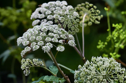 Angelica Seeds | Native Medicinal Herb, Aromatic Foliage, Pollinator Attractor | Angelica atropurpurea