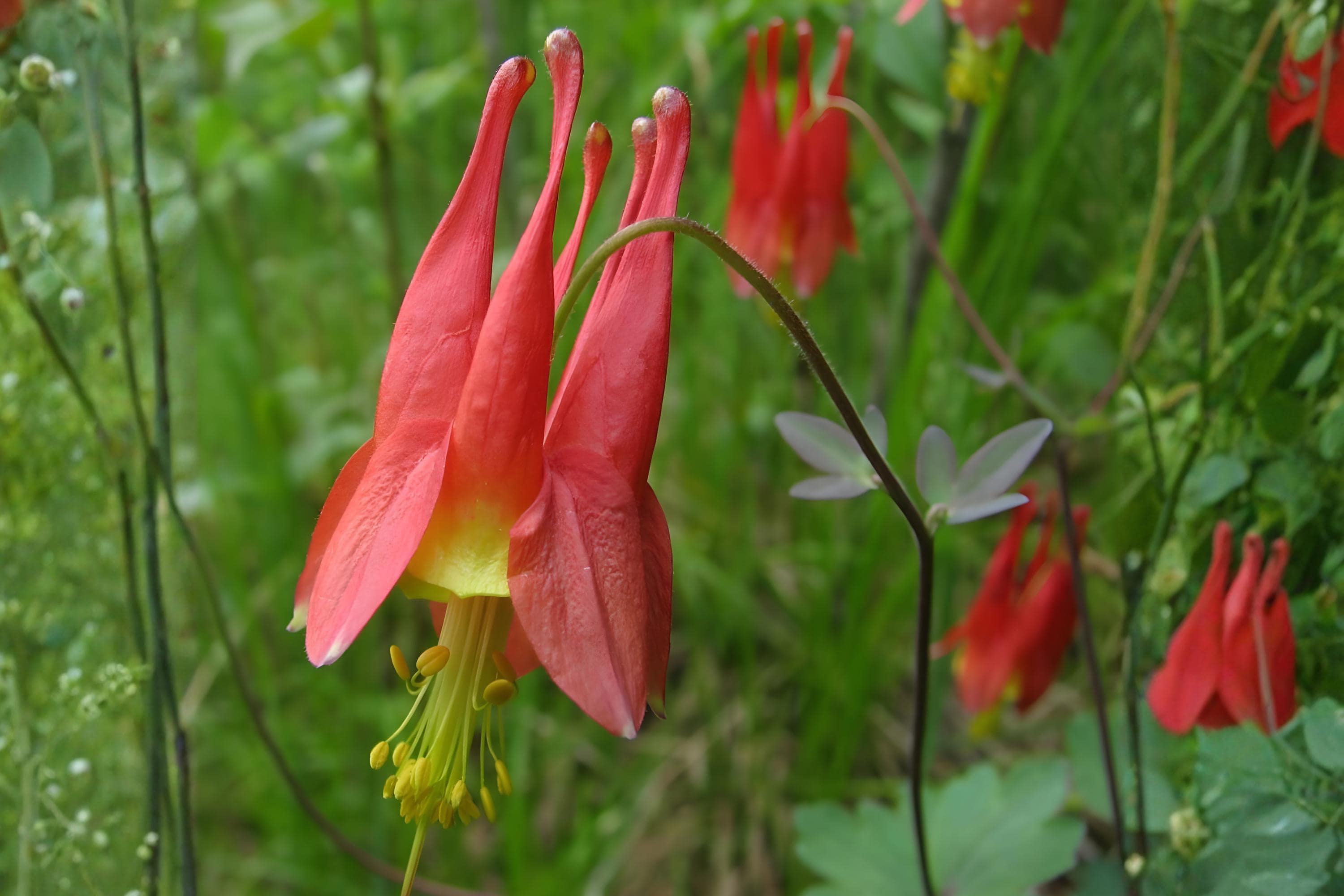Wild Red Columbine Seeds | Native Aquilegia canadensis for Woodland Gardens & Pollinator Attracting