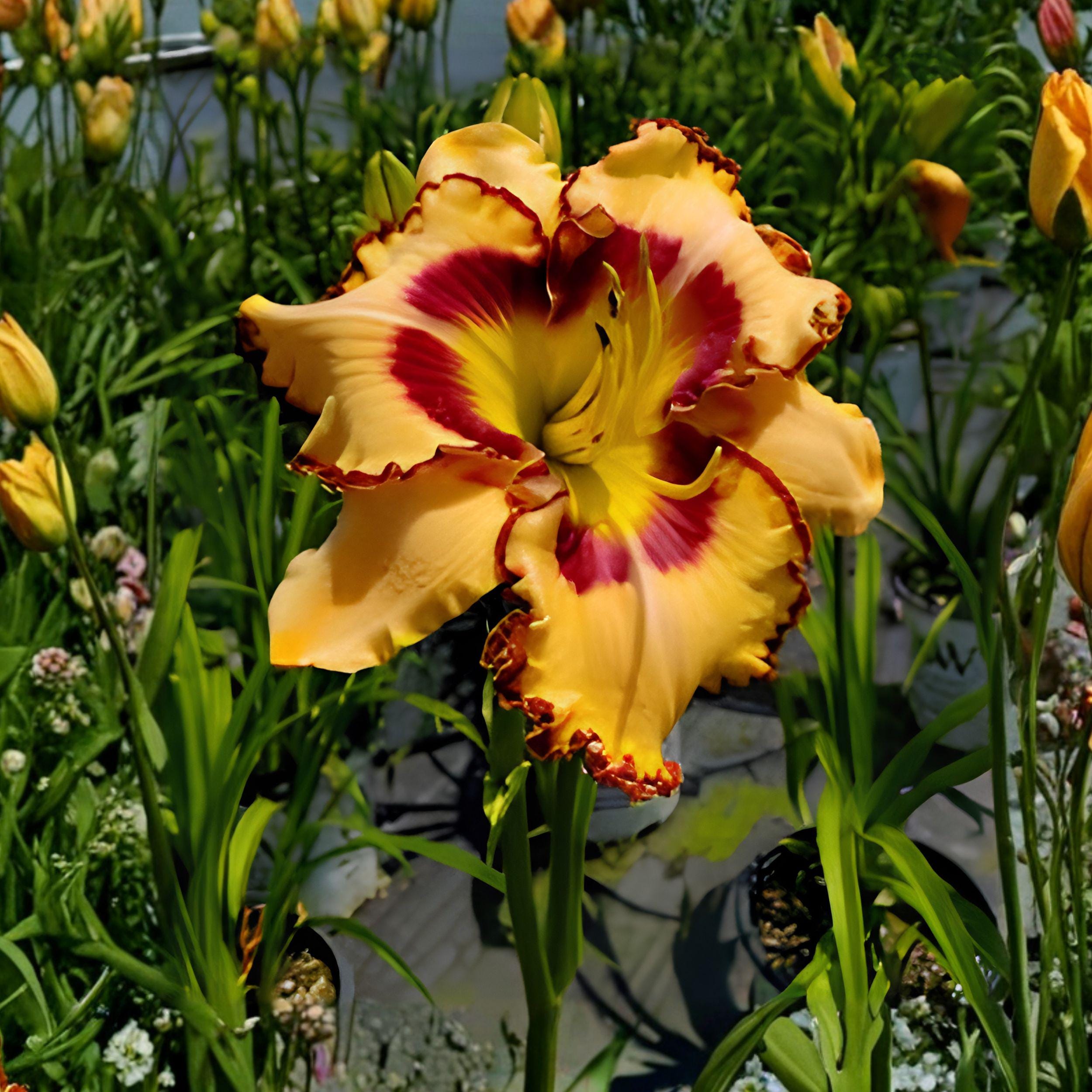 Rainbow Rhythm King of Ages Daylily Bare Root Perennial Flower Plant, Full Sun, Warm Yellow & Orange Blooms