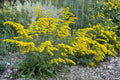 Old Field Goldenrod Seeds 100 | Native Wildflower for Pollinators, Drought Tolerant | Solidago nemoralis