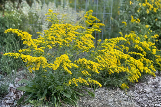 Old Field Goldenrod Seeds 100 | Native Wildflower for Pollinators, Drought Tolerant | Solidago nemoralis