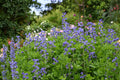 Blue Wild Indigo Seeds | Baptisia australis | Native Perennial with Deep Blue Flowers | Drought Tolerant, Pollinator Friendly