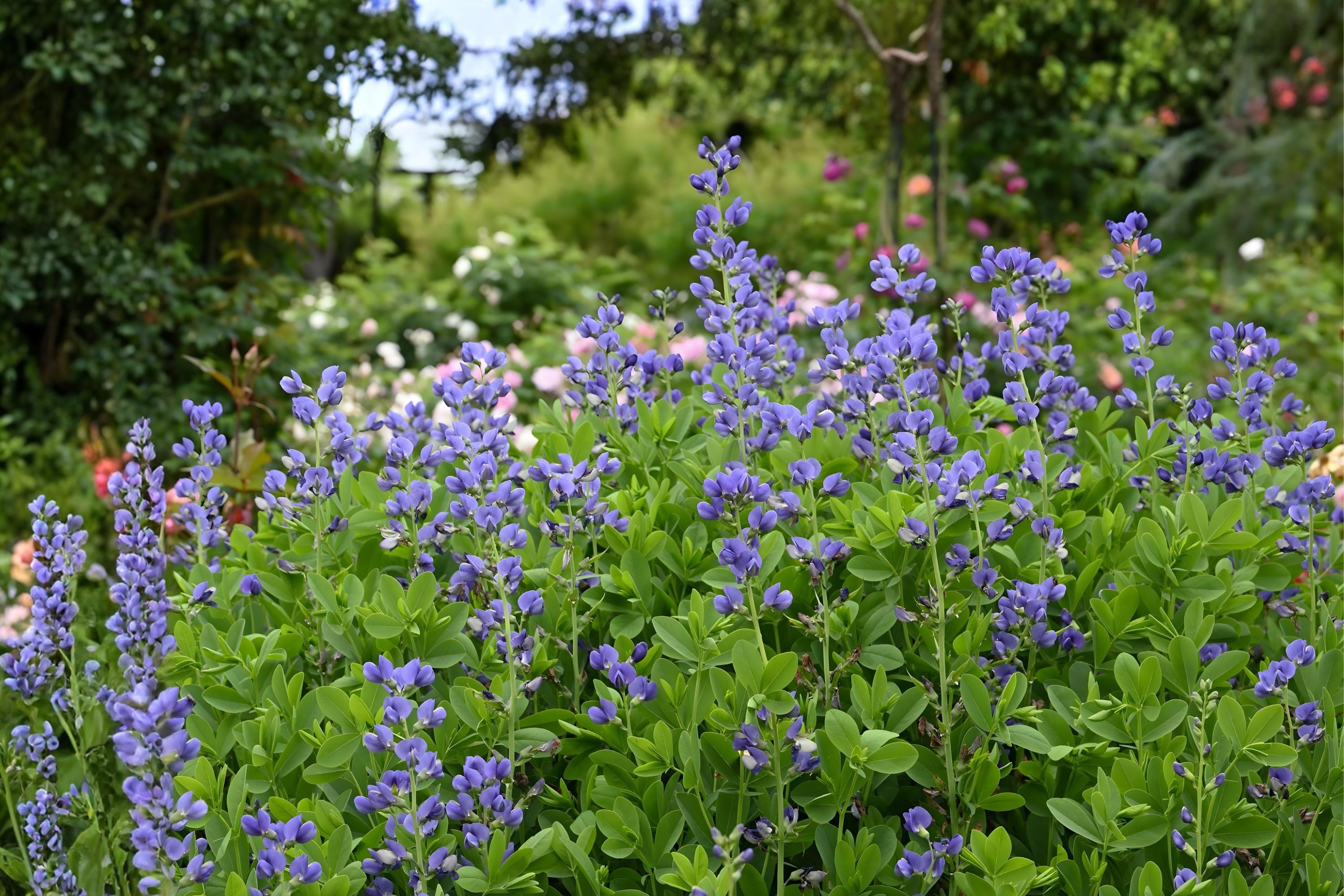 Blue Wild Indigo Seeds | Baptisia australis | Native Perennial with Deep Blue Flowers | Drought Tolerant, Pollinator Friendly