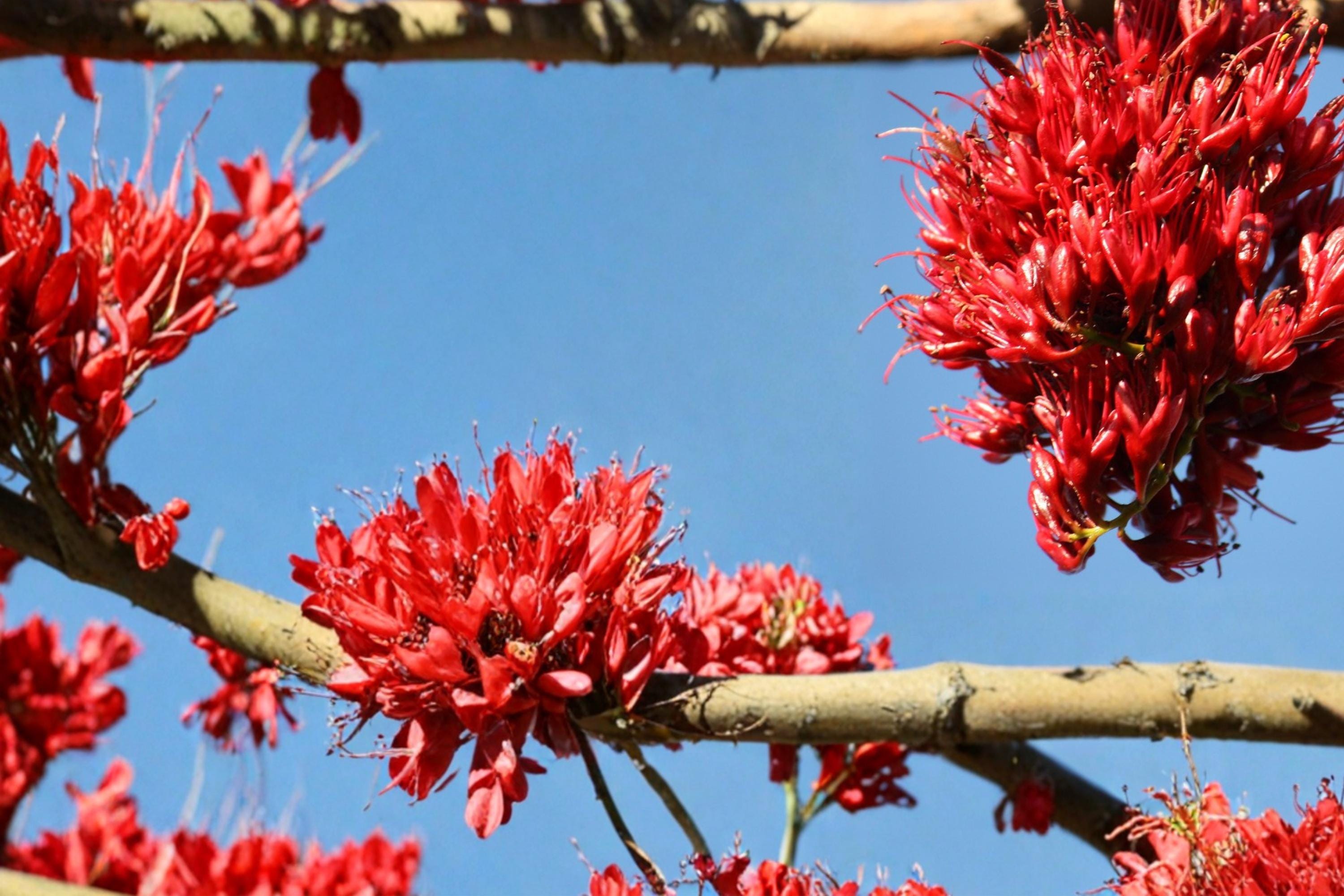 Drunken Parrot Tree Seeds – Schotia brachypetala Tropical Ornamental Tree with Red Flowers