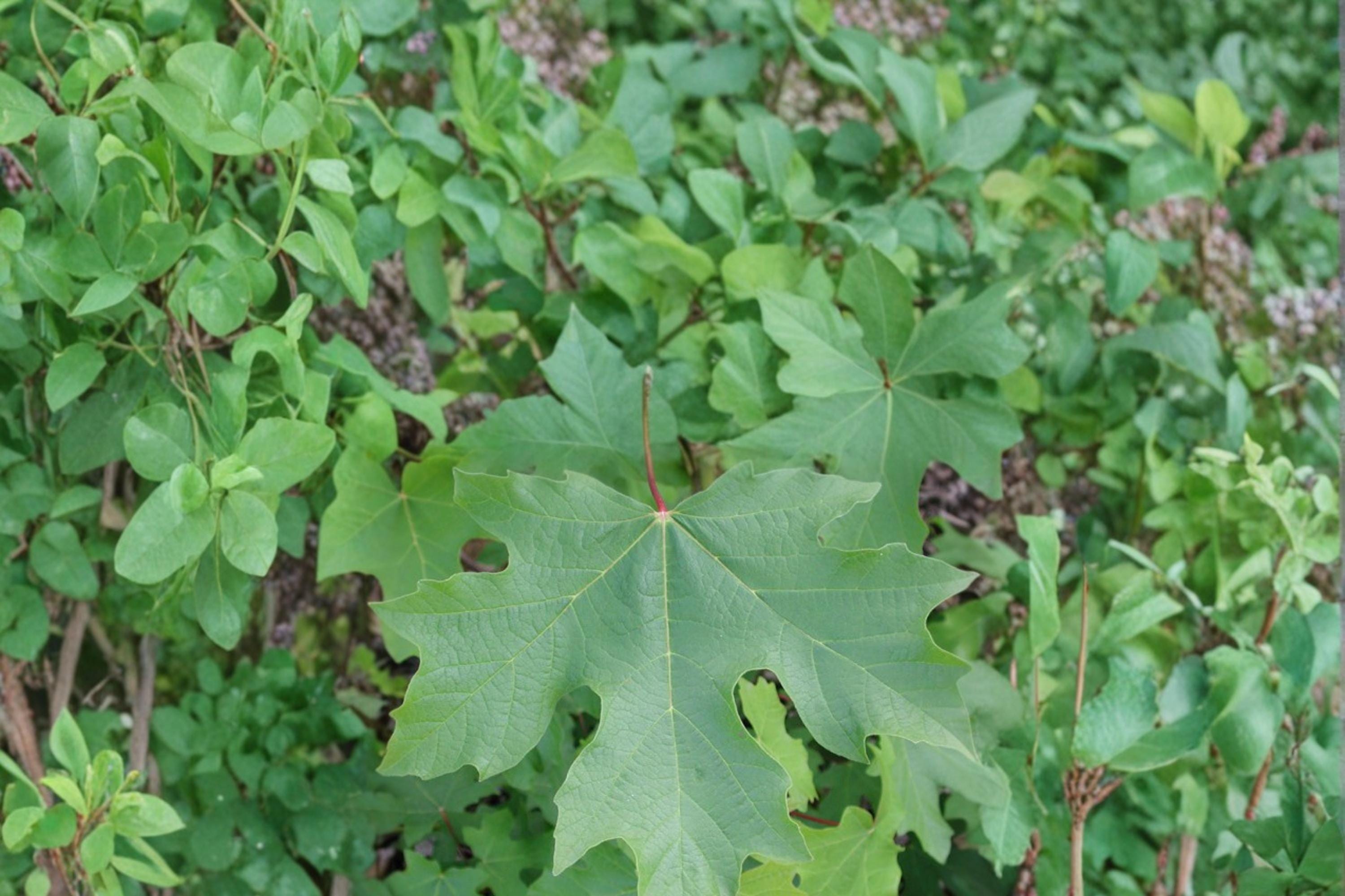 Bigleaf Maple Seeds, Acer macrophyllum, Deciduous Shade Tree, Large Leaf, Fall Color, Garden & Landscape Tree