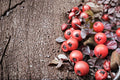 Creeping Cotoneaster Seeds – Ground Cover Shrub, Low-Growing, Perennial, Cotoneaster adpressus, Ornamental Landscape Plant