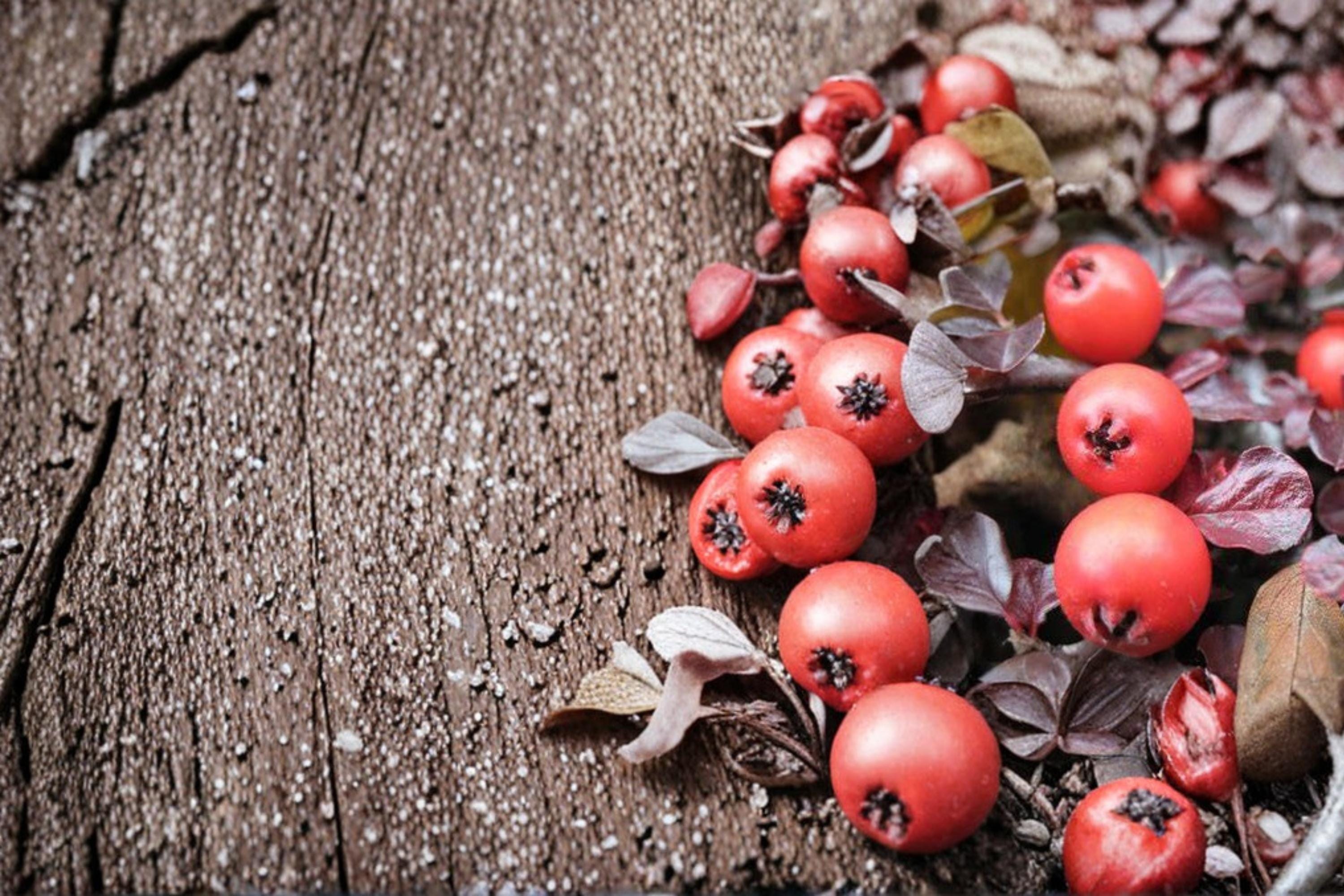 Creeping Cotoneaster Seeds – Ground Cover Shrub, Low-Growing, Perennial, Cotoneaster adpressus, Ornamental Landscape Plant