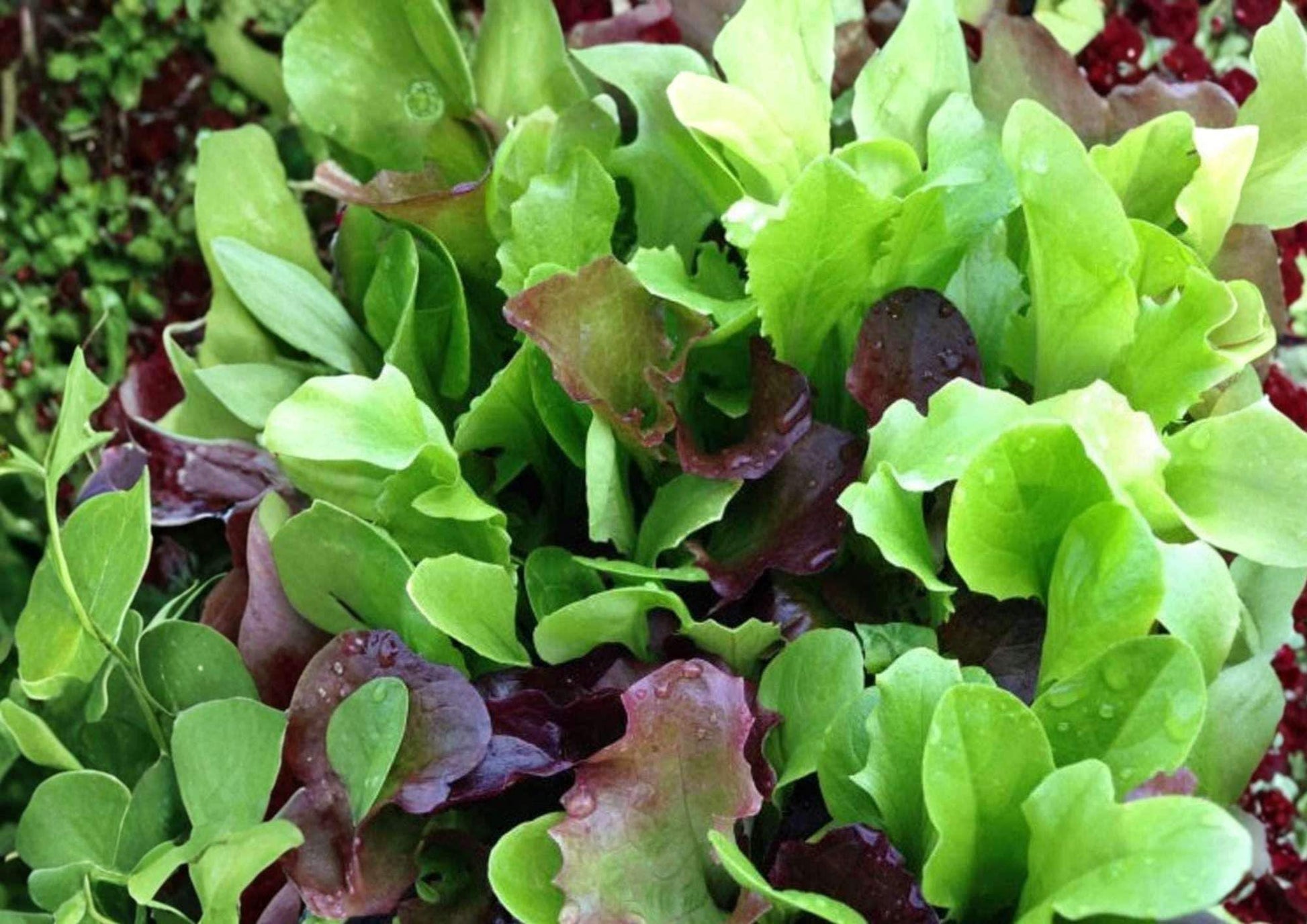 Mixed Greens Lettuce Seeds, Gourmet Salad Blend, Heirloom Vegetable Seeds, Fast Growing, Cut and Come Again, Garden Planting