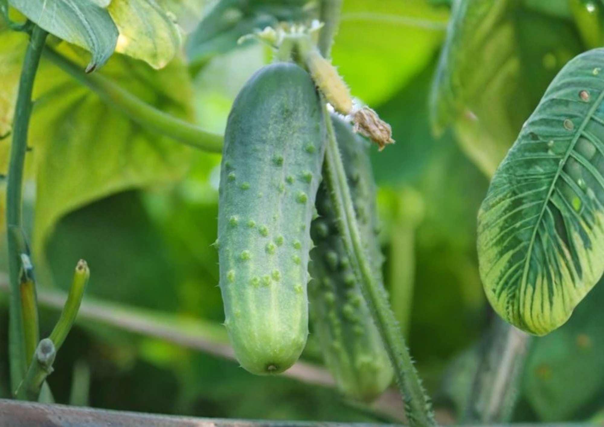 Tendergreen Burpless Cucumber Seeds – English Heirloom Vegetable Seeds for Garden, Mild Slicing, High Yield, Fast Growing
