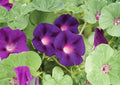 200+ Grandpa Ott Morning Glory Seeds – Heirloom Purple Climbing Vine Flower Seeds for Garden, Fast Growing, Pollinator-Friendly, Easy to Grow