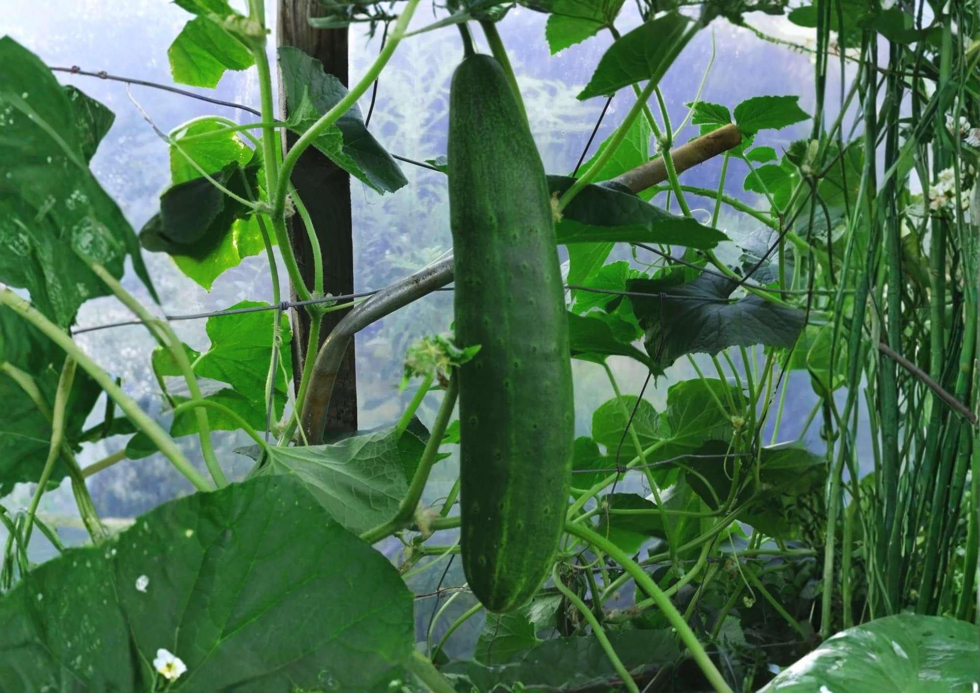 Southern Delight Cucumber Seeds, Rare Japanese Heirloom, High Yield, Smooth Crisp, Burpless Vegetable Seeds for Garden Planting
