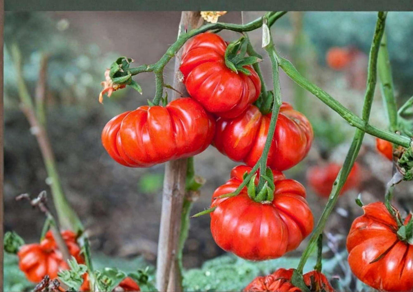 Mortgage Lifter Tomato Seeds, Heirloom Non-GMO, Large Beefsteak, Pink Red Giant Fruit, High Yield Garden Planting, Fast Shipping