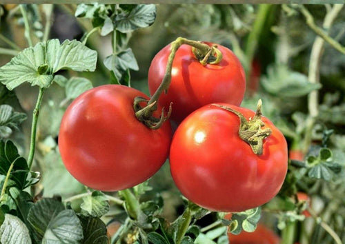 120+ Siberian Tomato Seeds, Heirloom Non-GMO, Cold Hardy Vegetable Seeds, Early Red Tomato, High Yield, Fast Growing, Solanum lycopersicum