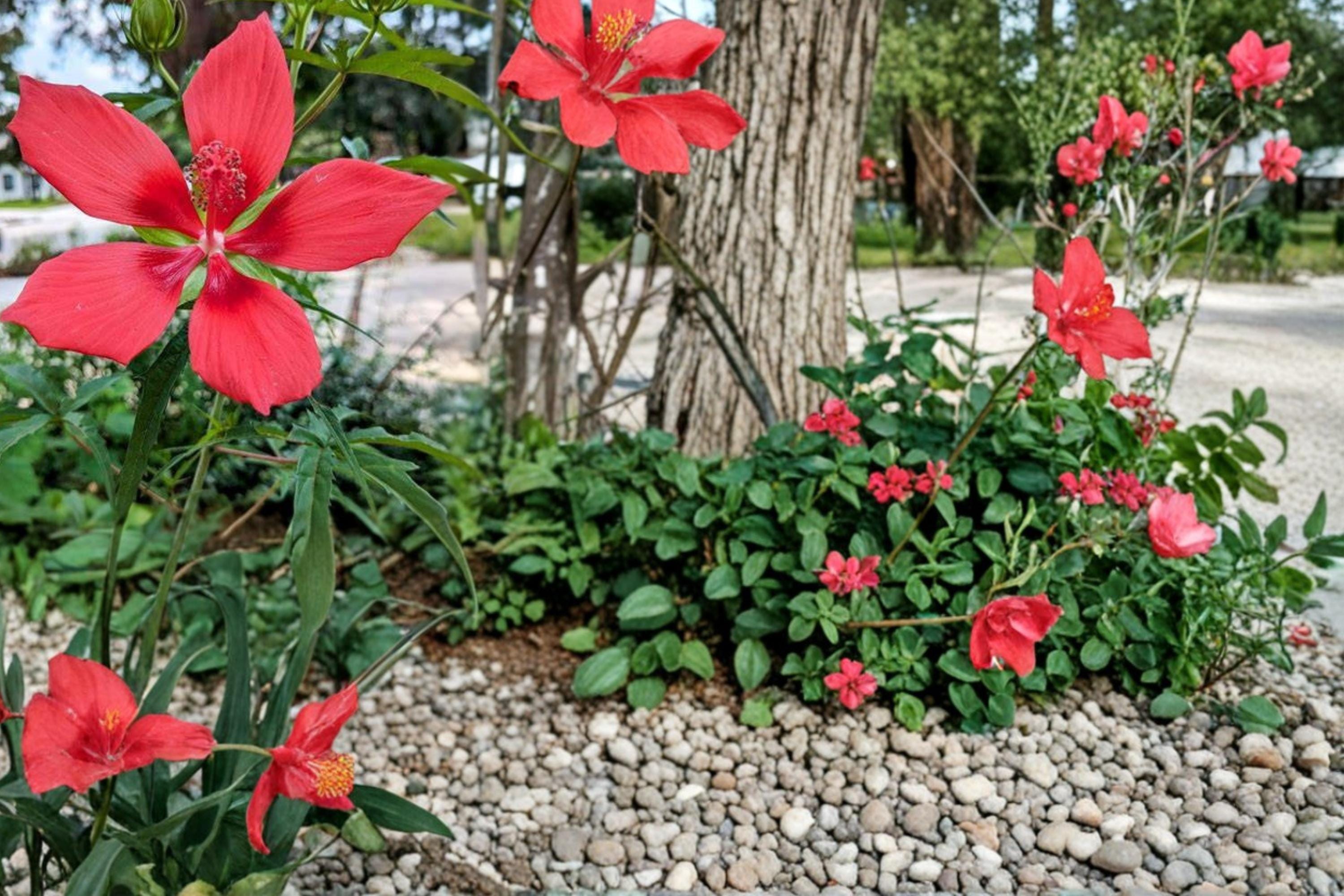 Texas Star Hibiscus Seeds – Perennial Red Flowering Plant – Hibiscus coccineus for Gardens, Borders & Water Features