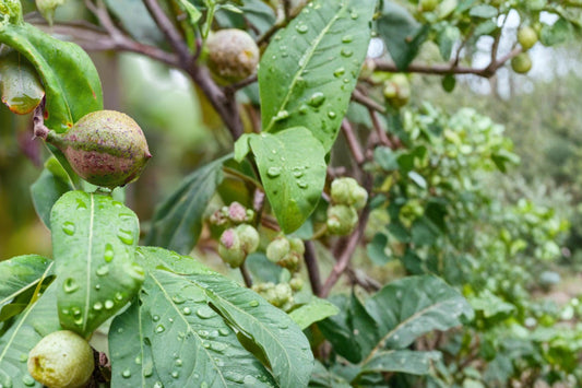 Macadamia Nut Tree Seeds – M. integrifolia, Tropical Evergreen Nut Tree for Planting, Edible Nuts, Ornamental Landscape