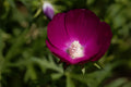 Purple Poppy Mallow Seeds | Native Perennial, Drought Tolerant, Bright Purple Blooms, Callirhoe involucrata, Pollinator Friendly