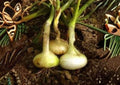 Yellow Cipollini Onion Seeds – Heirloom Non-GMO Vegetable Seeds for Garden Planting, Sweet Flat Italian Onion, Gourmet Bulb Variety