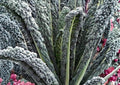 Black Magic Kale Seeds – Heirloom Fresh Vegetable Seeds for Garden Planting, Dark Lacinato Tuscan Kale, Cold Hardy Nutritious Greens