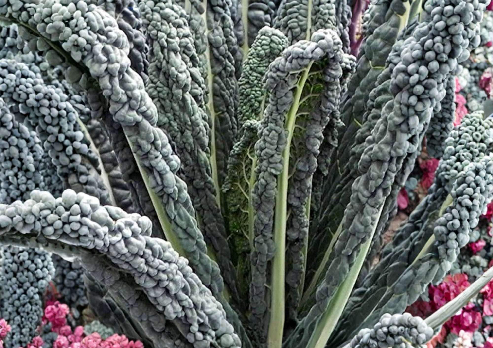 Black Magic Kale Seeds – Heirloom Fresh Vegetable Seeds for Garden Planting, Dark Lacinato Tuscan Kale, Cold Hardy Nutritious Greens
