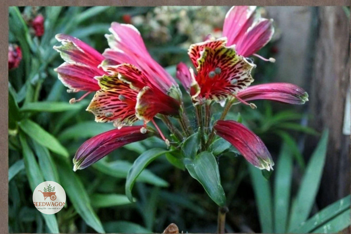 Parrot Lily Tubers Alstroemeria psittacina Peruvian Lily Hummingbird Plant for Cut Flowers & Gardens