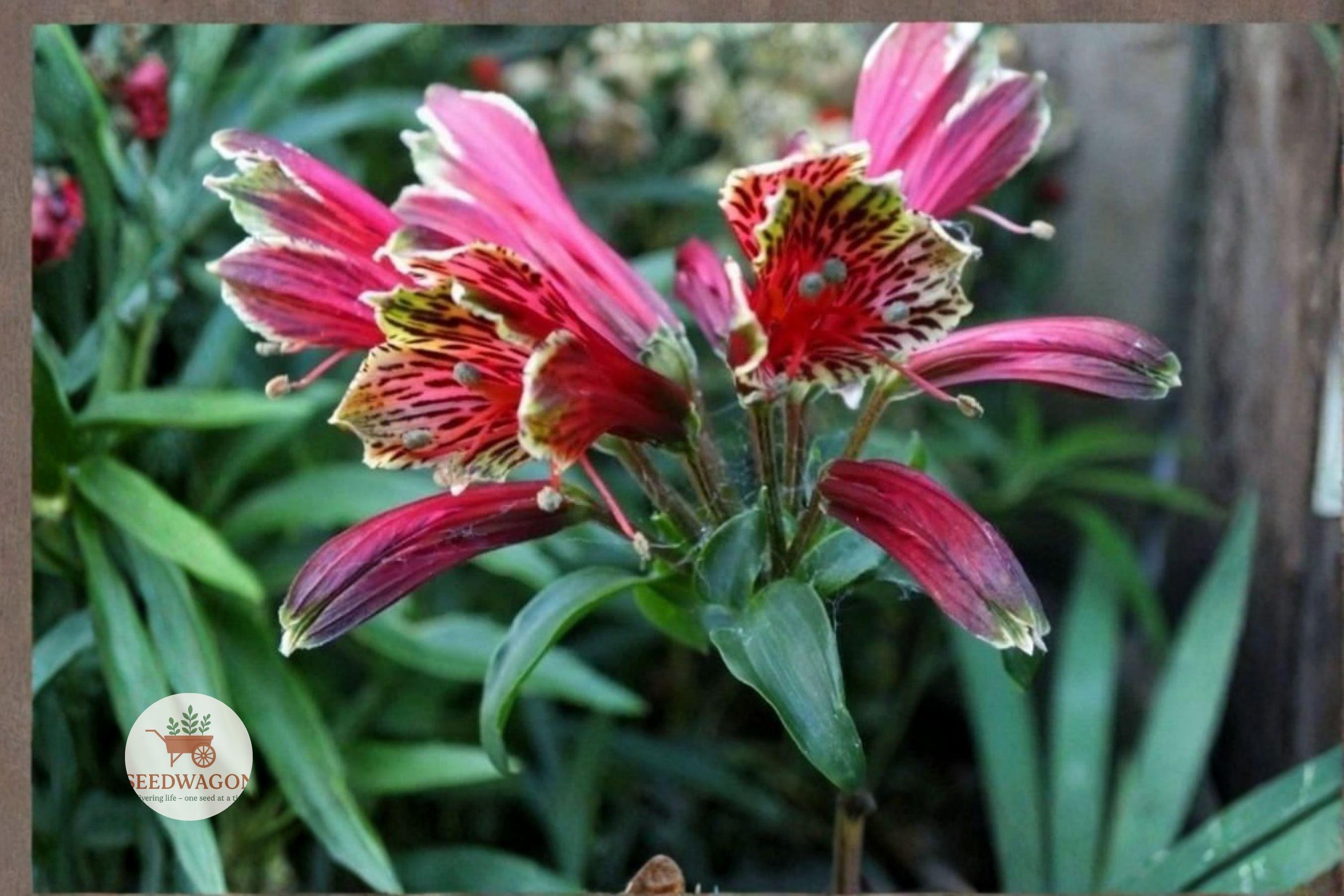 Parrot Lily Tubers Alstroemeria psittacina Peruvian Lily Hummingbird Plant for Cut Flowers & Gardens