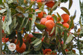 American Persimmon Tree Seedling – Native Fruit Tree, Diospyros virginiana, Edible Fall Fruit, Live Bareroot Plant