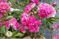 Seven Sisters Pink Rose Plant – Heirloom Climbing Rambler Bare Root Starter – Pink Flowering Rose for Trellises & Fences
